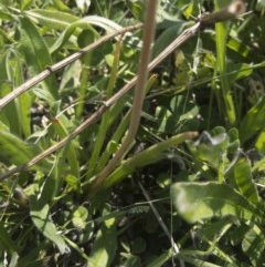 Bulbine bulbosa at Michelago, NSW - 22 Oct 2020 12:32 PM