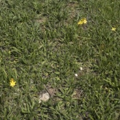 Bulbine bulbosa at Michelago, NSW - 22 Oct 2020 12:32 PM