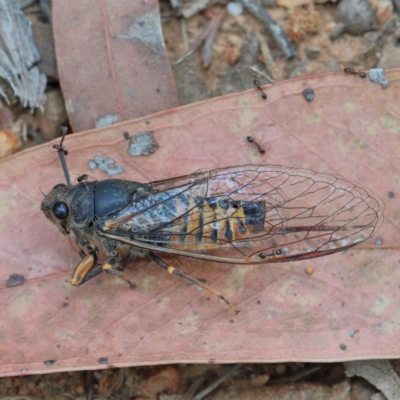 Yoyetta robertsonae (Clicking Ambertail) at O'Connor, ACT - 15 Dec 2020 by ConBoekel