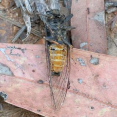 Yoyetta robertsonae at O'Connor, ACT - 15 Dec 2020 04:06 PM