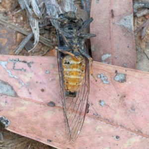 Yoyetta robertsonae at O'Connor, ACT - 15 Dec 2020 04:06 PM