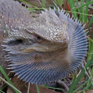 Pogona barbata at O'Connor, ACT - 15 Dec 2020