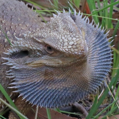 Pogona barbata (Eastern Bearded Dragon) at O'Connor, ACT - 15 Dec 2020 by ConBoekel