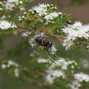 Scaptia sp. (genus) at Cook, ACT - 14 Dec 2020