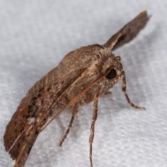 Aglaopus centiginosa (Dark-fringed Leaf Moth) at Melba, ACT - 18 Nov 2020 by kasiaaus