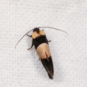 Eupselia axiepaena at Melba, ACT - 18 Nov 2020