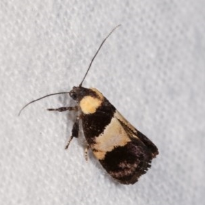 Eupselia axiepaena at Melba, ACT - 18 Nov 2020