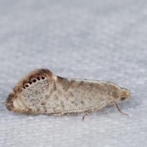 Eupselia melanostrepta at Melba, ACT - 18 Nov 2020