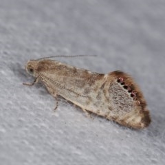 Eupselia melanostrepta at Melba, ACT - 18 Nov 2020