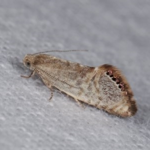 Eupselia melanostrepta at Melba, ACT - 18 Nov 2020