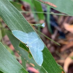 Poecilasthena thalassias at Murrumbateman, NSW - 15 Dec 2020