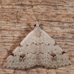 Dichromodes estigmaria (Pale Grey Heath Moth) at Melba, ACT - 18 Nov 2020 by kasiaaus