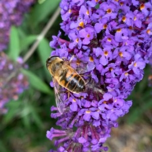 Eristalis tenax at Murrumbateman, NSW - 15 Dec 2020