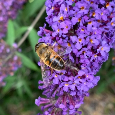 Eristalis tenax (Drone fly) at Murrumbateman, NSW - 15 Dec 2020 by SimoneC