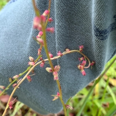 Haloragis heterophylla (Variable Raspwort) at Murrumbateman, NSW - 15 Dec 2020 by SimoneC