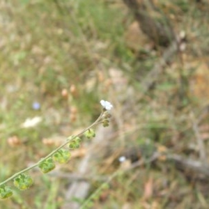 Hackelia suaveolens at Hackett, ACT - 14 Dec 2020