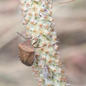 Dictyotus conspicuus at O'Connor, ACT - 15 Dec 2020