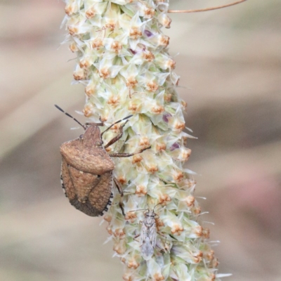 Dictyotus conspicuus (A shield or stink bug) at O'Connor, ACT - 15 Dec 2020 by ConBoekel