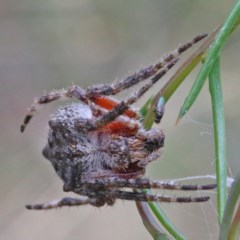 Araneinae (subfamily) (Orb weaver) at O'Connor, ACT - 15 Dec 2020 by ConBoekel