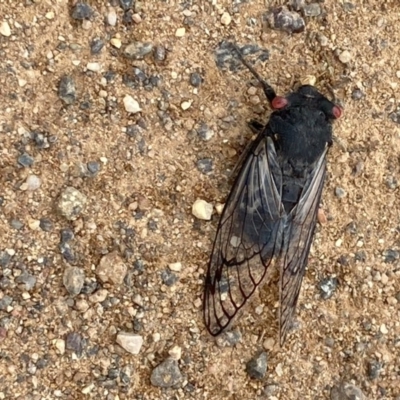 Psaltoda moerens (Redeye cicada) at Holt, ACT - 15 Dec 2020 by Jenny54