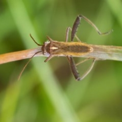 Melanacanthus scutellaris (Small brown bean bug) at Googong, NSW - 14 Dec 2020 by WHall