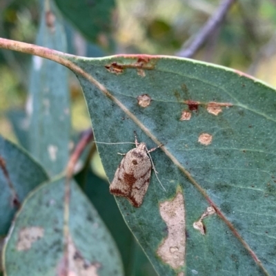 Euchaetis inceptella (Wingia Group) at Murrumbateman, NSW - 15 Dec 2020 by SimoneC
