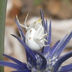 Thomisidae (family) at Giralang, ACT - 21 Dec 2020