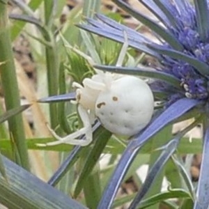 Thomisidae (family) at Giralang, ACT - suppressed