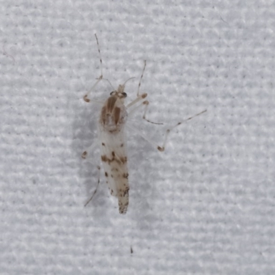 Chironomidae (family) (Non-biting Midge) at Melba, ACT - 18 Nov 2020 by kasiaaus