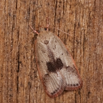 Garrha phoenopis (Garrha phoenopis) at Melba, ACT - 18 Nov 2020 by kasiaaus