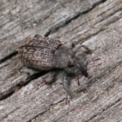 Melanterius sp. (genus) (Unidentified Melanterius weevil) at Melba, ACT - 18 Nov 2020 by kasiaaus