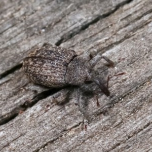 Melanterius sp. (genus) at Melba, ACT - 18 Nov 2020