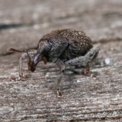 Melanterius sp. (genus) at Melba, ACT - 18 Nov 2020