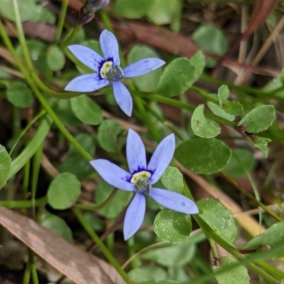 Isotoma fluviatilis subsp. australis (Swamp Isotome) at Currawang, NSW - 14 Dec 2020 by camcols