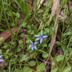 Isotoma fluviatilis subsp. australis at Currawang, NSW - 14 Dec 2020