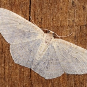 Poecilasthena thalassias at Melba, ACT - 18 Nov 2020 11:28 PM