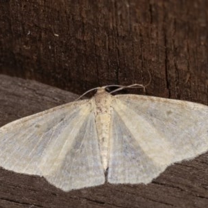 Poecilasthena thalassias at Melba, ACT - 18 Nov 2020 11:28 PM