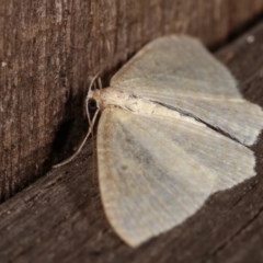 Poecilasthena thalassias at Melba, ACT - 18 Nov 2020 11:28 PM