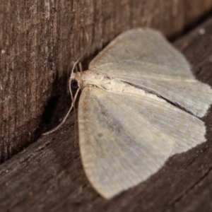 Poecilasthena thalassias at Melba, ACT - 18 Nov 2020