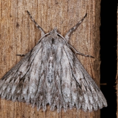 Cyneoterpna wilsoni (Cyneoterpna wilsoni) at Melba, ACT - 18 Nov 2020 by kasiaaus