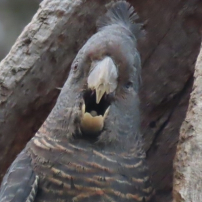 Callocephalon fimbriatum (Gang-gang Cockatoo) at Deakin, ACT - 15 Dec 2020 by roymcd