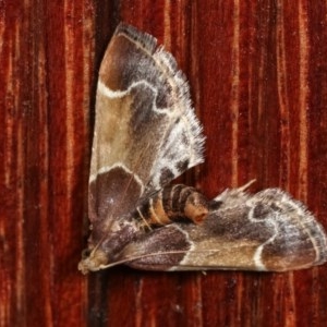 Pyralis farinalis at Melba, ACT - 18 Nov 2020