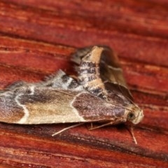 Pyralis farinalis at Melba, ACT - 18 Nov 2020