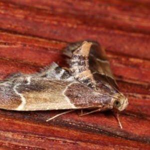 Pyralis farinalis at Melba, ACT - 18 Nov 2020 11:23 PM