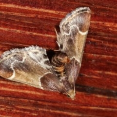 Pyralis farinalis at Melba, ACT - 18 Nov 2020