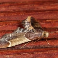 Pyralis farinalis at Melba, ACT - 18 Nov 2020