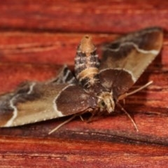 Pyralis farinalis at Melba, ACT - 18 Nov 2020