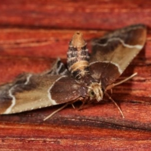 Pyralis farinalis at Melba, ACT - 18 Nov 2020