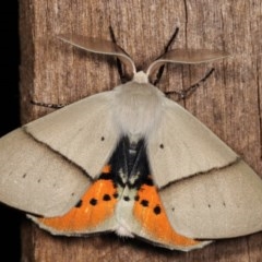 Gastrophora henricaria at Melba, ACT - 18 Nov 2020 11:47 PM