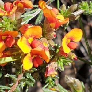 Dillwynia sericea at Cook, ACT - 2 Nov 2020